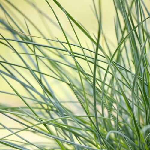 3er-Set Blauschwingel, Festuca glauca 'Compact Blue', 10,5 cm Topf von Pflanzen Kölle