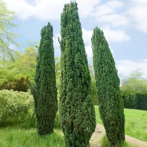 3er-Set Grüne-Säuleneibe, Taxus baccata "Fastigiata Robusta", Höhe 40-50 cm 3er-Set Grüne-Säuleneibe, Taxus baccata "Fastigiata Robusta", Höhe 40-50 cm von Pflanzen Kölle