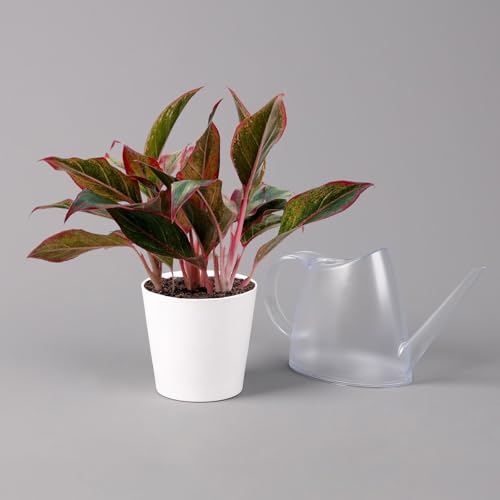 Aglaonema 'Crete', mit Übertopf Dallas weiß, Topf-Ø 12 cm von Pflanzen Kölle