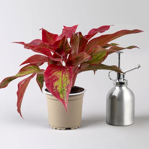 Aglaonema 'Crete Flame', Topf-Ø 12 cm, Höhe ca. 35 cm von Pflanzen Kölle