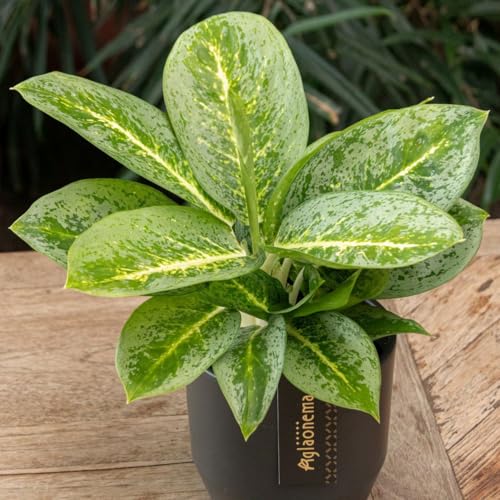 Aglaonema 'Lemon Mint', Topf-Ø 12 cm, Höhe ca. 35 cm von Pflanzen Kölle