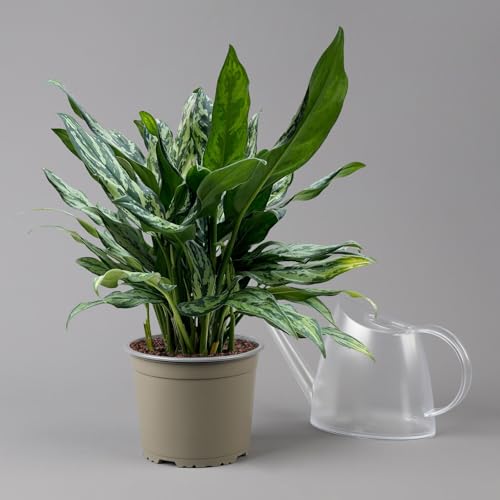 Aglaonema 'Miss Juliette', Topf-Ø 17 cm, Höhe ca. 55 cm von Pflanzen Kölle