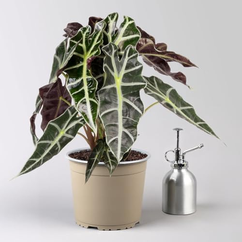 Alocasia 'Polly', Topf-Ø 17 cm, Höhe ca. 45 cm von Pflanzen Kölle