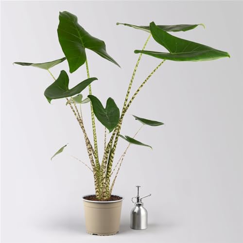 Alocasia 'Zebrina', Topf-Ø 17 cm, Höhe ca. 60 cm von Pflanzen Kölle