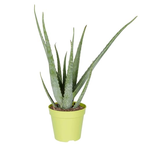 Aloe vera, Topf-Ø 15 cm, Höhe ca. 35-50 cm von Pflanzen Kölle