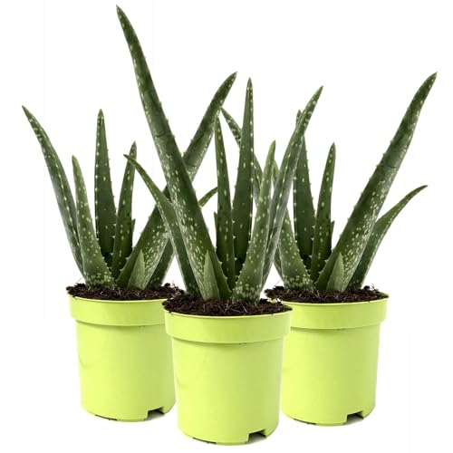 Aloe vera, Topf-Ø 10,5 cm, Höhe ca. 25 cm, 3er-Set von Pflanzen Kölle