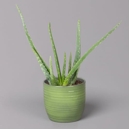 Aloe vera in Keramiktopf Bergamo grün, Topf-Ø 12 cm, Höhe ca. 35 cm von Pflanzen Kölle