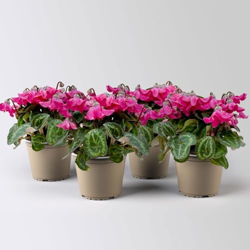 Alpenveilchen 'Petticoat Pink', pink, Topf-Ø 10,5 cm, 4 Pflanzen von Pflanzen Kölle