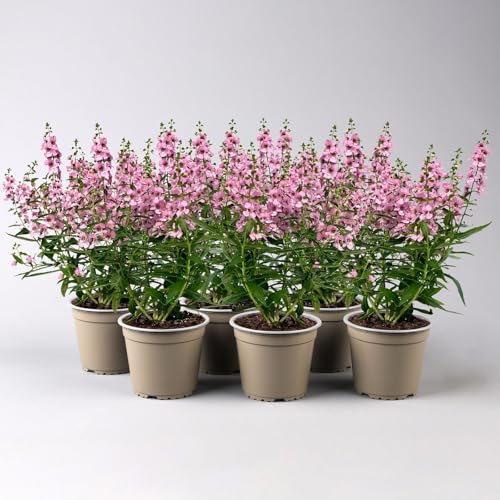 Angelonia, Angelonie angustifolia, Engelsgesicht, Sommer-Löwenmaul, 6er-Set, rosa, Topf 12 cm Ø von Pflanzen Kölle