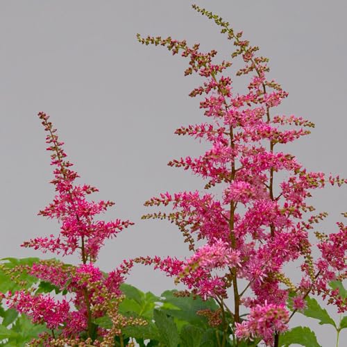 Astilbe arendsii, rot, Topf-Ø 15 cm, 2er-Set von Pflanzen Kölle