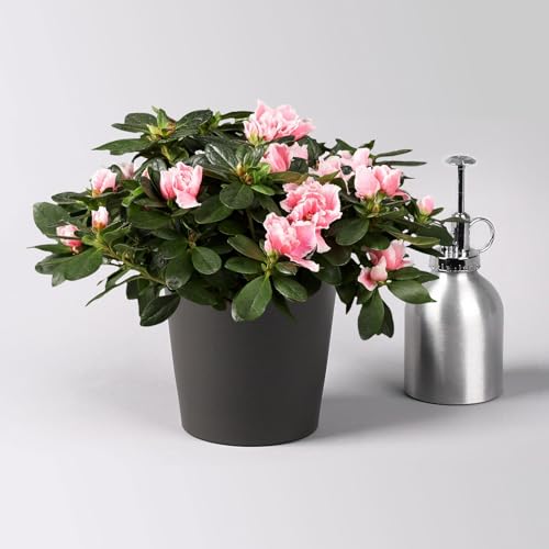 Azalee, rosa-weiß gefüllt im Keramiktopf Dallas anthrazit, Topf-Ø 12 cm Azalee, rosa-weiß gefüllt im Keramiktopf Dallas anthrazit, Topf-Ø 12 cm von Pflanzen Kölle
