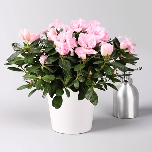 Azalee rosa gefüllt in Keramiktopf Dallas weiß, Topf-Ø 12 cm Azalee rosa gefüllt in Keramiktopf Dallas weiß, Topf-Ø 12 cm von Pflanzen Kölle