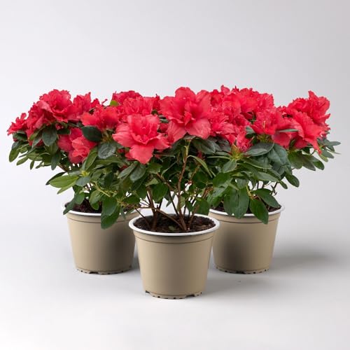 Azalee rot, gefüllt, Topf-Ø 12 cm, 3er-Set von Pflanzen Kölle