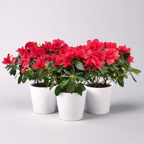 Azalee rot gefüllt mit Keramiktopf Dallas weiß, Topf -Ø 12 cm Azalee rot gefüllt mit Keramiktopf Dallas weiß, Topf -Ø 12 cm von Pflanzen Kölle