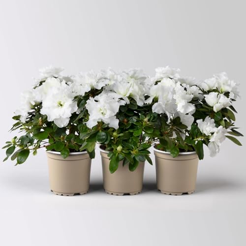 Azalee weiß, gefüllt, Topf-Ø 10,5 cm, Höhe ca. 17 cm, 3 Stück von Pflanzen Kölle