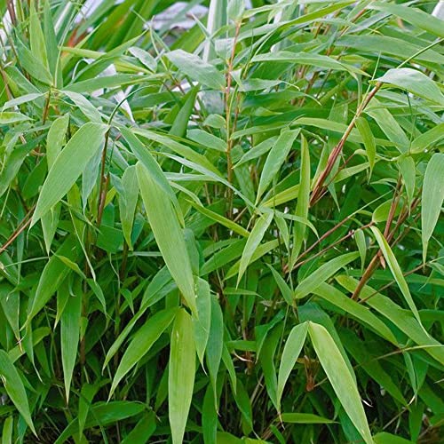 Bambus-Hecken-Set Fargesia rufa, 20er-Set, Höhe 40-60 cm, Topf 5 Liter von Pflanzen Kölle