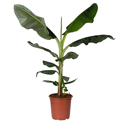 Bananenpflanze 'Dwarf Cavendish', Topf-Ø 21 cm, Höhe ca. 70-90 cm von Pflanzen Kölle