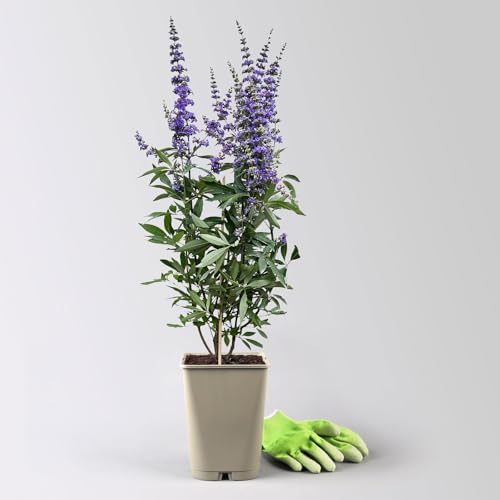 Blauer Mönchspfeffer, Höhe 40-60 cm, Topf 5 Liter von Pflanzen Kölle