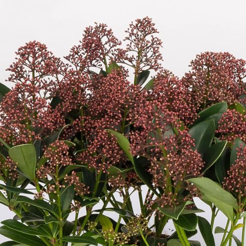 Blütenskimmie ‘Rubella’, Skimmia japonica, rot, 4er Set, Topf 10,5 cm Ø von Pflanzen Kölle