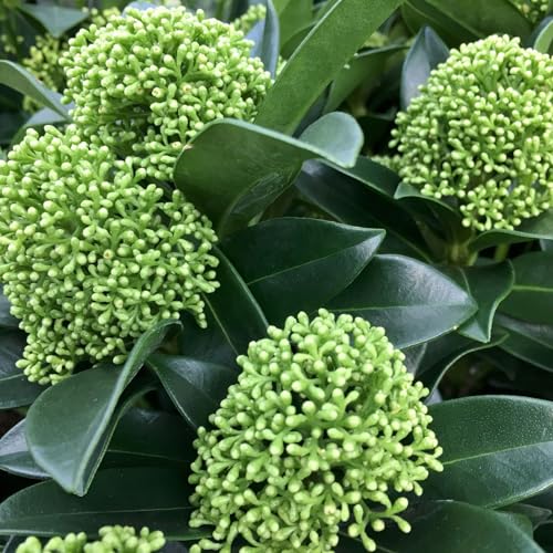 Blütenskimmie 'White Globe'®, Skimmia japonica, weiß, 4er Set, Topf 10,5 cm Ø von Pflanzen Kölle