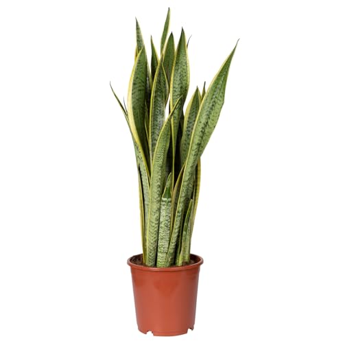 Bogenhanf, Topf-Ø 21 cm, Höhe ca. 80 cm von Pflanzen Kölle