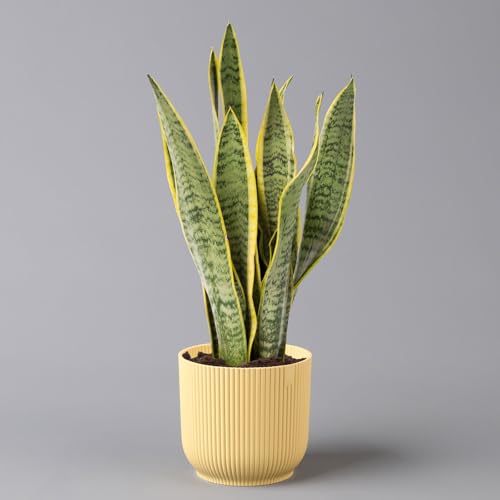 Bogenhanf in Übertopf Vibes gelb, Topf-Ø 12 cm, Höhe ca. 45 cm von Pflanzen Kölle