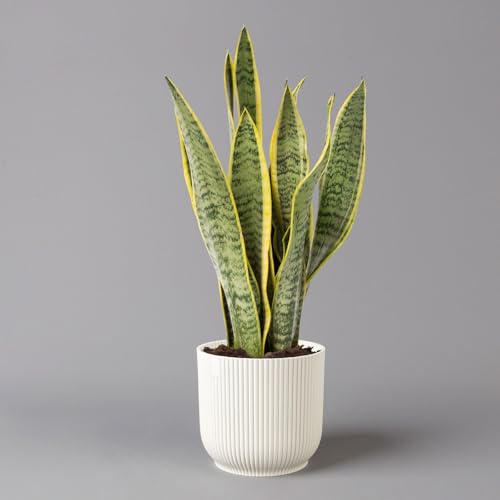 Bogenhanf in Übertopf Vibes weiß, Topf-Ø 12 cm, Höhe ca. 45 cm von Pflanzen Kölle