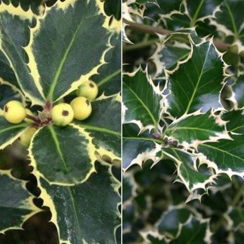 Buntlaubige Stechpalmen - Ilex, 2er-Set, Höhe 30-40 cm, Topf je 5 Liter Buntlaubige Stechpalmen - Ilex, 2er-Set, Höhe 30-40 cm, Topf je 5 Liter von Pflanzen Kölle