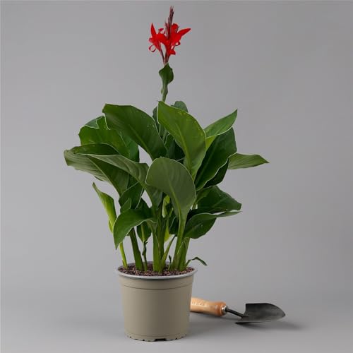 Canna 'Kreta, rot, Topf-Ø 17 cm von Pflanzen Kölle