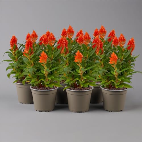 Celosia 'Kelos Fire Orange' orange, Topf-Ø 12 cm, 6er-Set von Pflanzen Kölle