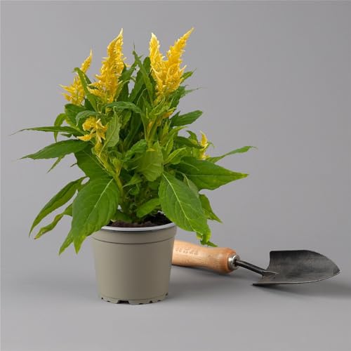 Celosia 'Kelos Fire Yellow' gelb. Topf-Ø 12 cm, 6er-Set von Pflanzen Kölle