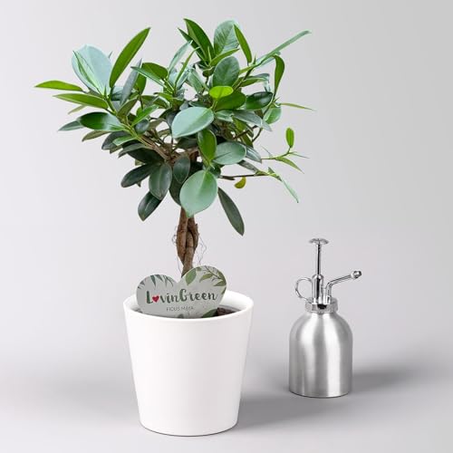 Chinesische Feige 'Maya' in Keramiktopf weiß, Topf-Ø 12 cm, Höhe ca. 40 cm von Pflanzen Kölle