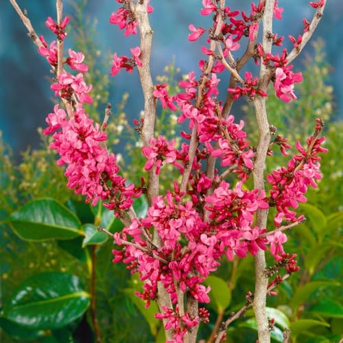Chinesischer Judasbaum 'Avondale', 2er-Set, Höhe 40-60 cm, Topf 5 Liter Chinesischer Judasbaum 'Avondale', 2er-Set, Höhe 40-60 cm, Topf 5 Liter von Pflanzen Kölle