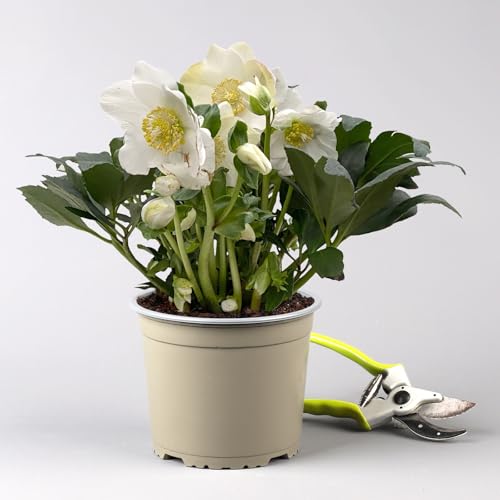 Christrose 'HGC® Wintergold®' weiß, Topf-Ø 17 cm von Pflanzen Kölle