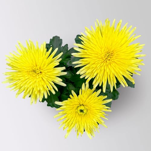 Chrysantheme 'Anastasia', gelb, großblumig, Topf-Ø 13 cm, 3 Pflanzen von Pflanzen Kölle