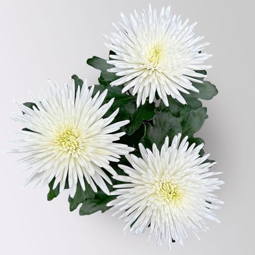 Chrysantheme 'Anastasia' weiß, großblumig, Topf-Ø 13 cm, 3 Stück von Pflanzen Kölle