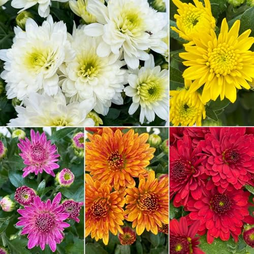 Chrysanthemen, Chrysanthemum multiflora, 8er-Set, Farbe nach Verfügbarkeit, Topf 10,5 cm Ø von Pflanzen Kölle