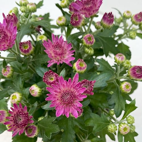 Chrysanthemen, Chrysanthemum multiflora, 8er-Set, lila, Topf 10,5 cm Ø von Pflanzen Kölle