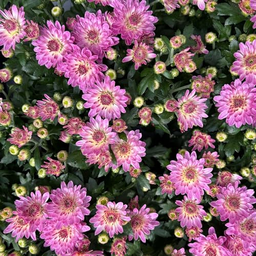 Chrysanthemen, Chrysanthemum multiflora, 8er-Set, rosa, Topf 10,5 cm Ø von Pflanzen Kölle