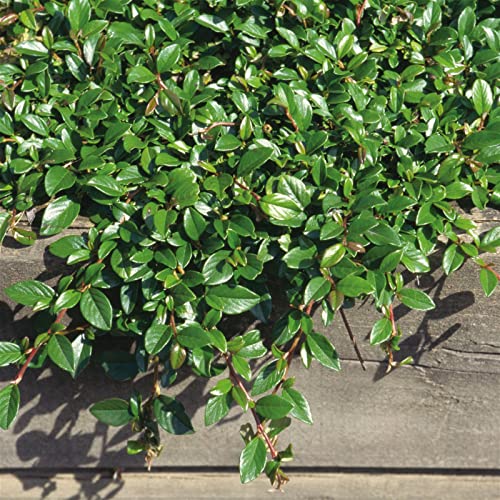 Cotoneaster dammeri 'Radicans', Topf-Ø 9 cm, 12er-Set von Pflanzen Kölle