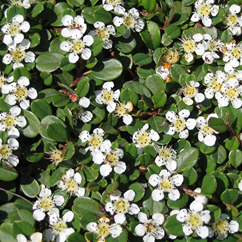 Cotoneaster dammeri 'Streibs Findling', Topf-Ø 9 cm, 12er-Set von Pflanzen Kölle