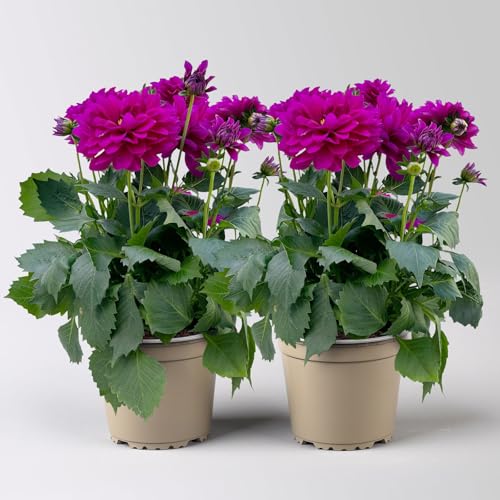 Dahlie 'Hypnotica®' lila, Topf-Ø 19 cm, 2 Pflanzen von Pflanzen Kölle
