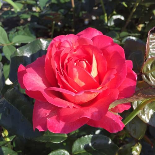 Duftende Strauchrose 'Noacks Classico'®, pink, Topf 5 Liter von Pflanzen Kölle