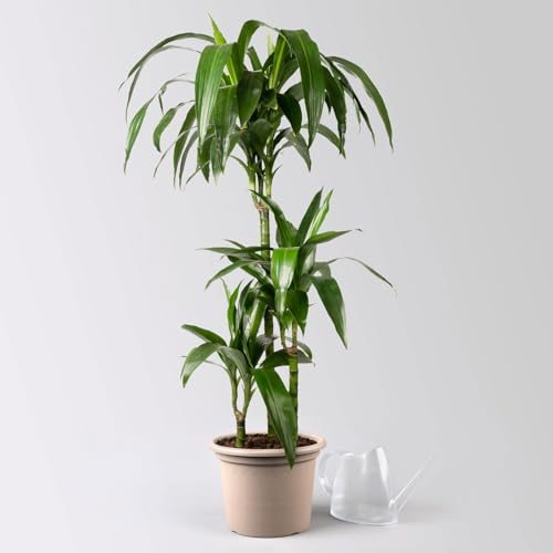 Duftender Drachenbaum 'Janet Craig', Topf-Ø 21 cm, Höhe ca. 120 cm von Pflanzen Kölle