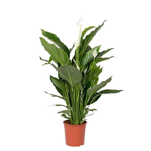 Einblatt 'Sweet Sebastiano', Topf-Ø 24 cm, Höhe ca. 120 cm Einblatt 'Sweet Sebastiano', Topf-Ø 24 cm, Höhe ca. 120 cm von Pflanzen Kölle