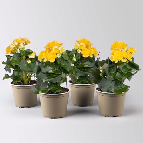 Elatior-Begonie, Topf-Ø 14 cm, gelb, Höhe ca. 20-27 cm, 4er-Set von Pflanzen Kölle
