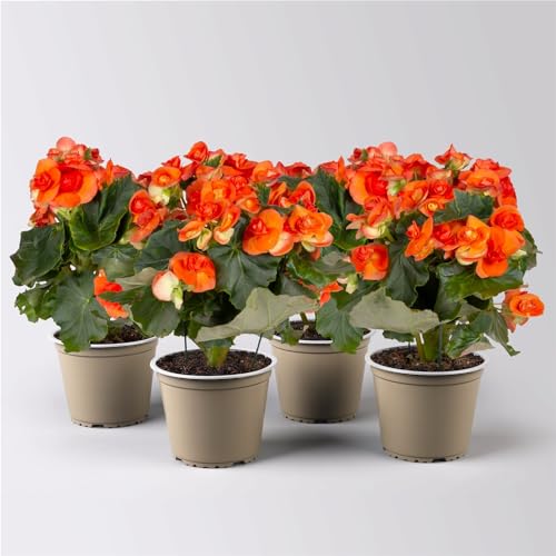 Elatior-Begonie, Topf-Ø 14 cm, orange, Höhe ca. 20-27 cm, 4er-Set von Pflanzen Kölle