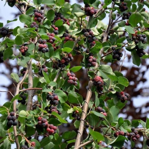 Felsenbirne 'Smoky', 3er-Set, Höhe 60-100 cm, Topf 5 Liter von Pflanzen Kölle