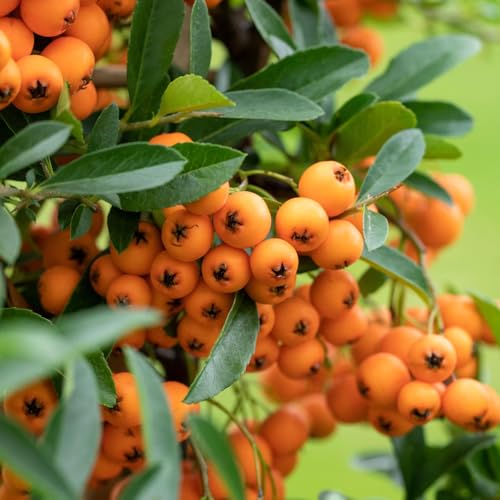 Feuerdorn, Pyracantha 'Orange Glow', ORANGE, 10er-Set, Höhe 40–60 cm, Topf 2 l von Pflanzen Kölle