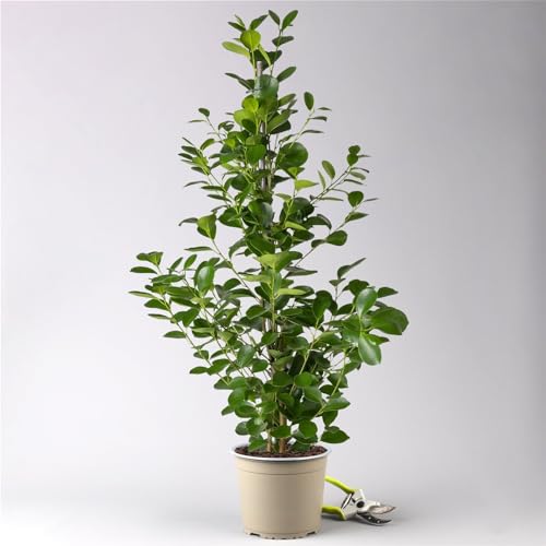 Ficus microcarpa 'Moclame', Topf-Ø 21 cm, Höhe ca. 110 cm von Pflanzen Kölle